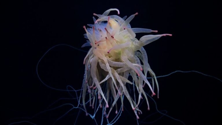 Newly found seamount reveals spaghetti monster and other rare ocean creatures